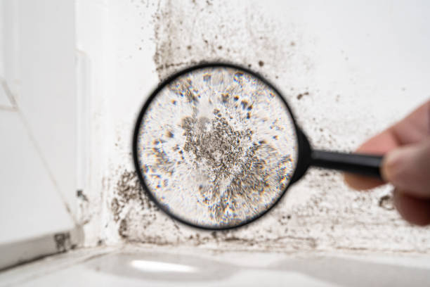 Professional Mold Removal in Grosse Pointe Woods, MI